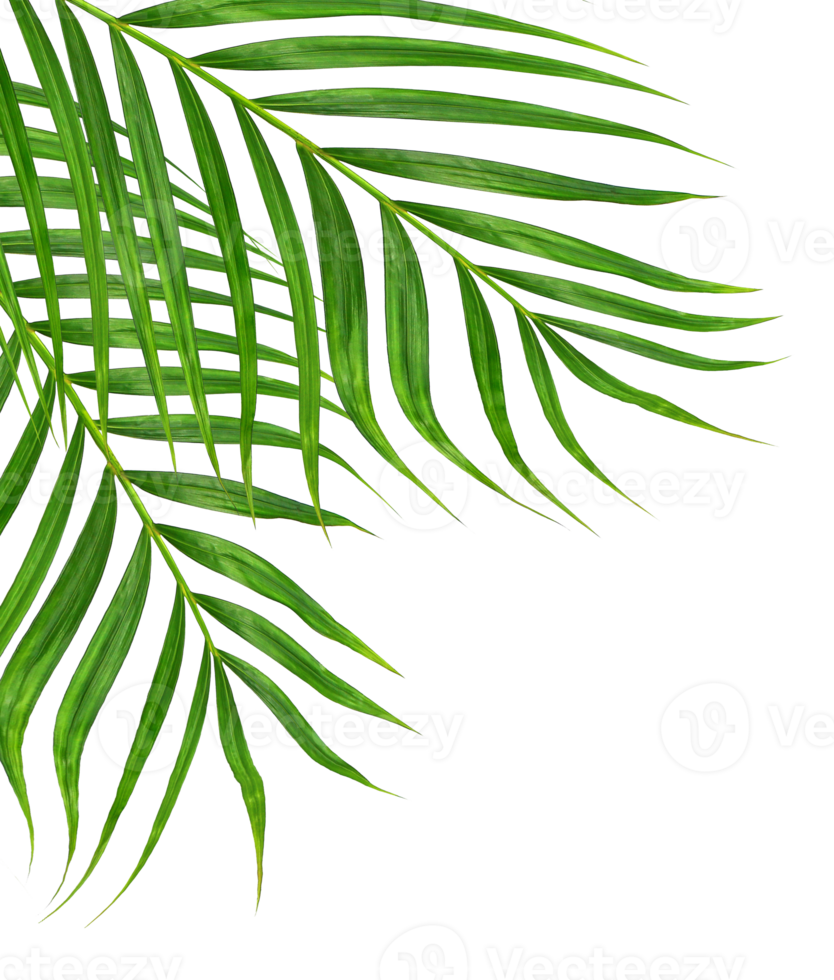 Green leaves of palm tree on transparent background png file