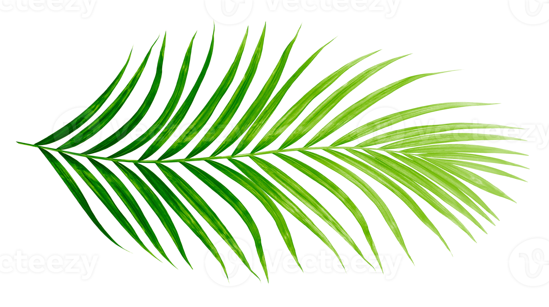 gröna blad av palmträd isolerad på tranaparent bakgrund png-fil png