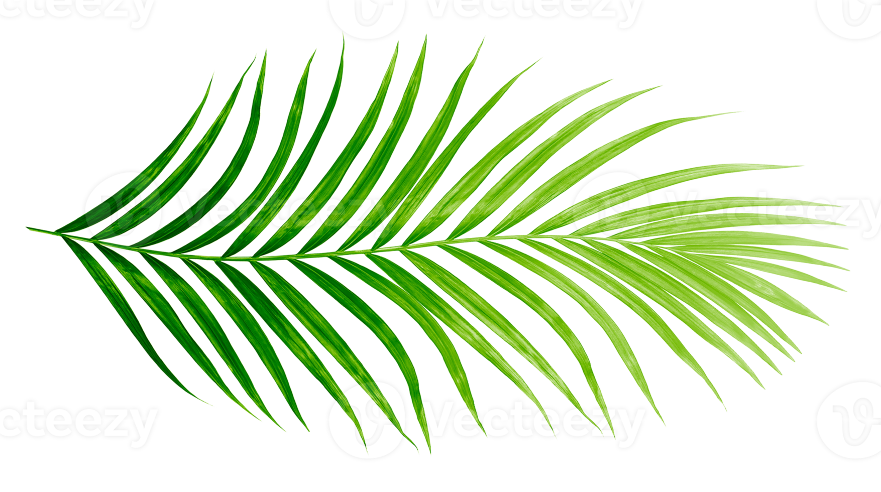 Green leaves of palm tree isolated on tranaparent background png file
