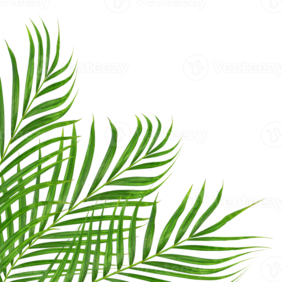 Green leaves of palm tree on transparent background png file