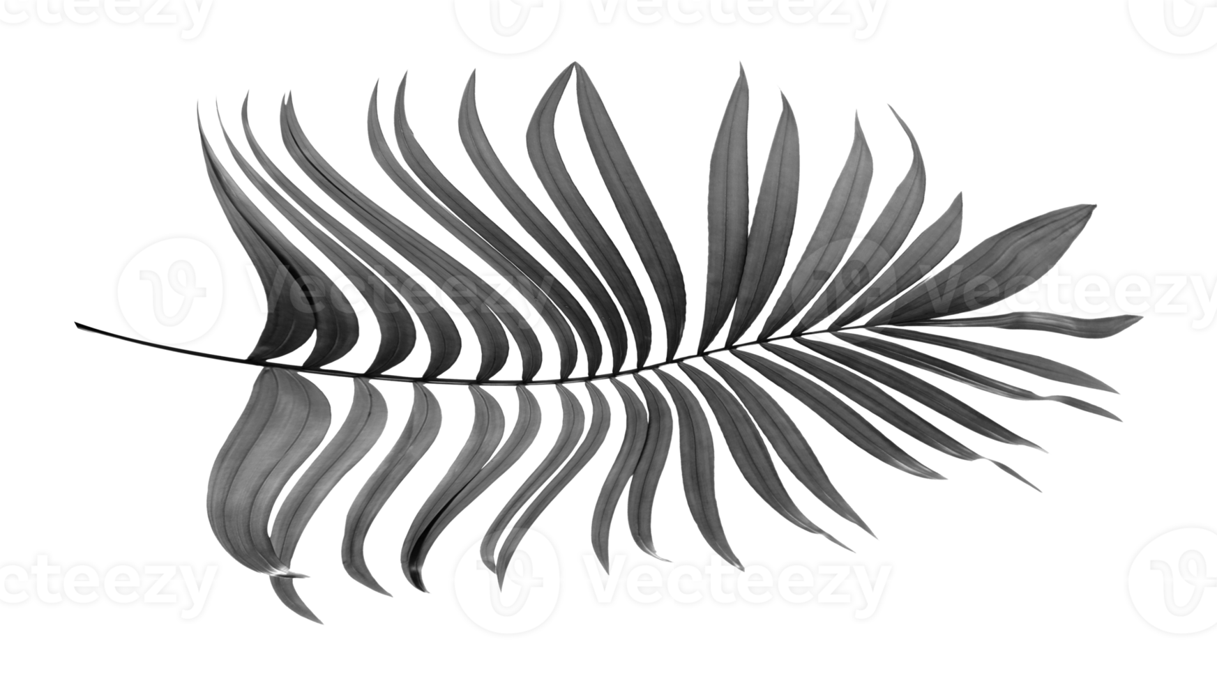 black leaves of palm tree on transparent background png file