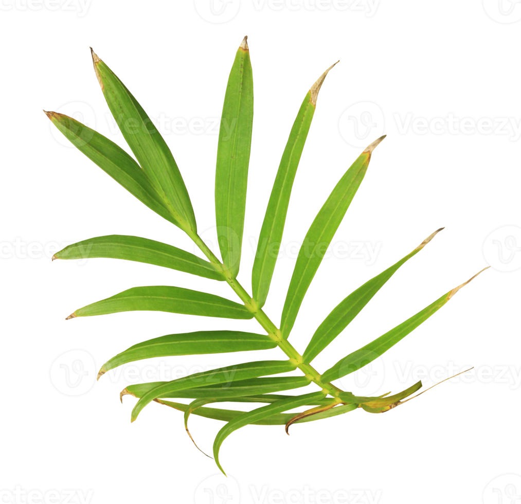 palm tree leaf on transparent background png file