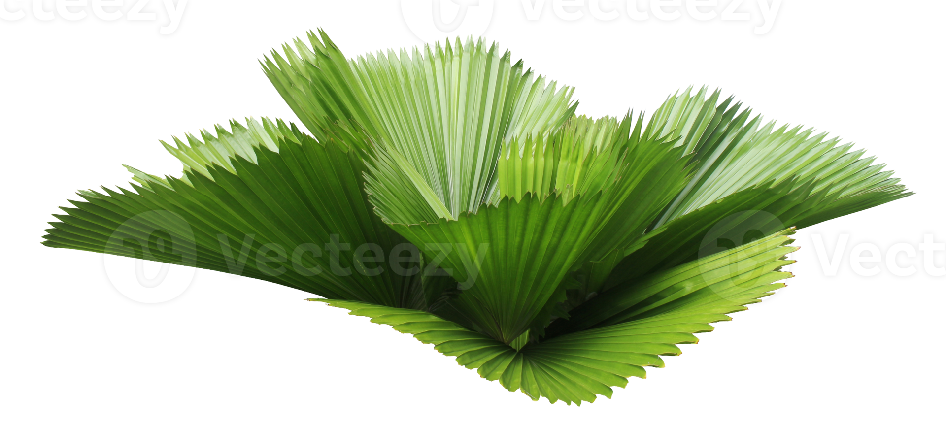 leaves of palm tree isolated on transparent background png file