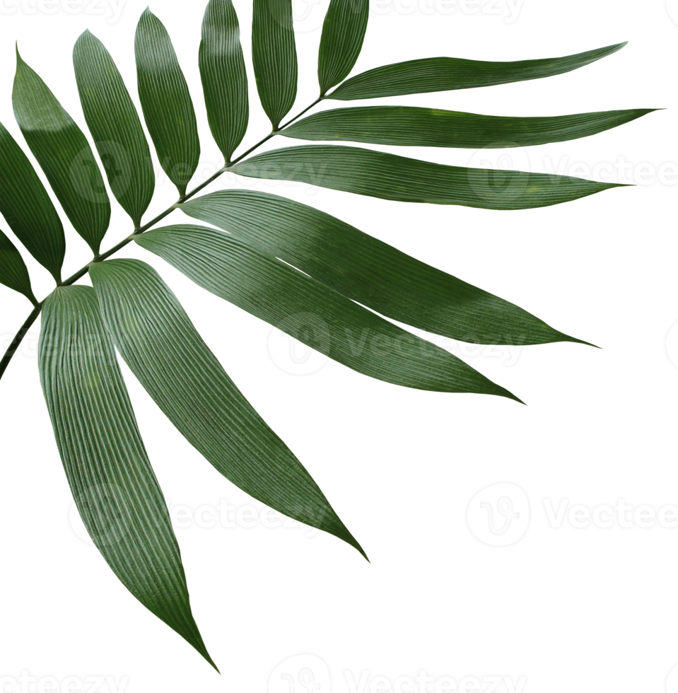 green palm leaf isolated on transparent background png file