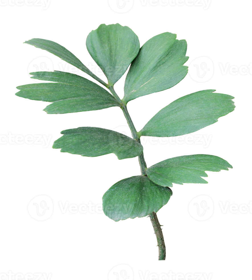 grünes blatt der palme lokalisiert auf weißem hintergrund png