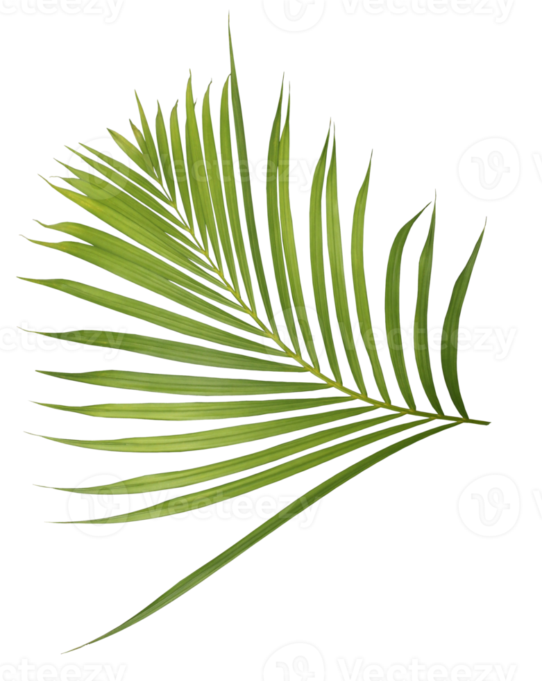 palm tree leaf on transparent background png file