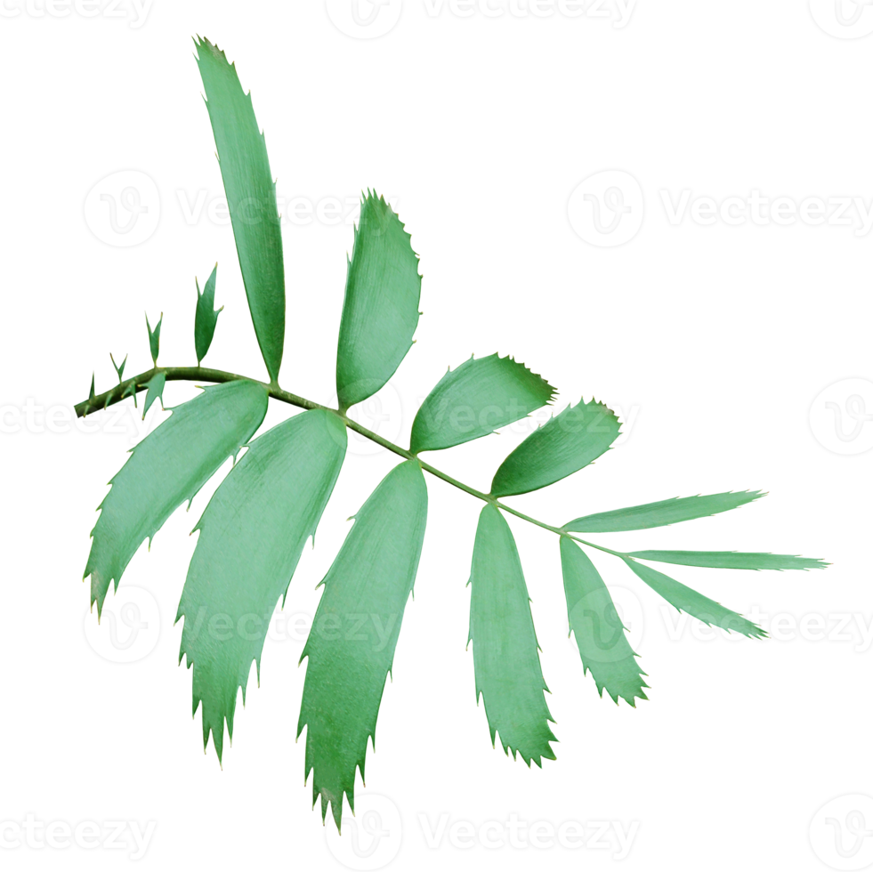 grönt palmblad isolerad på transparent bakgrund png-fil png