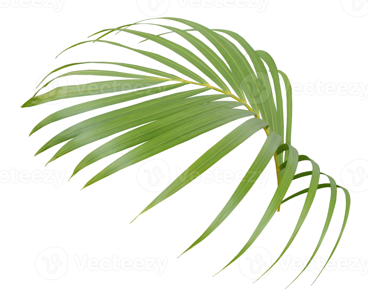 palm tree leaf on transparent background png file