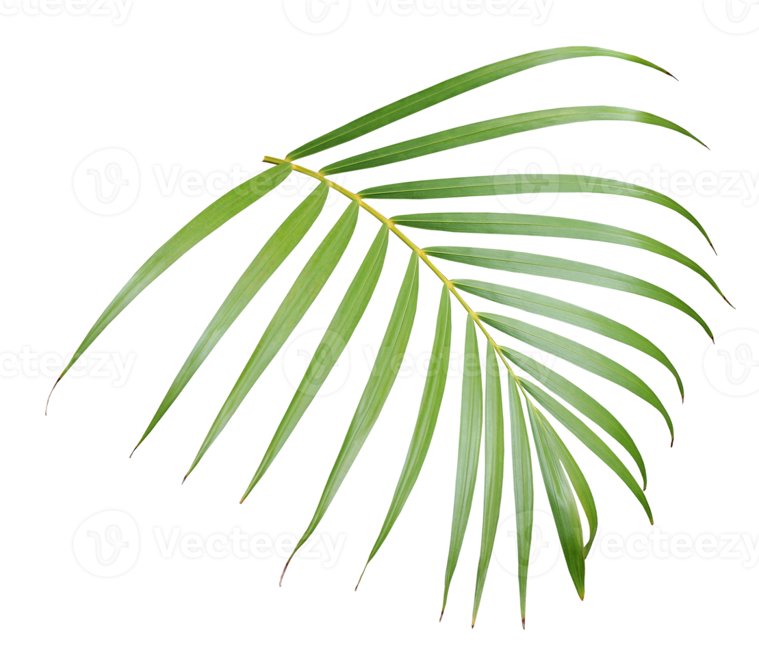 tropical green palm leaf isolated on transparent for summer background png file