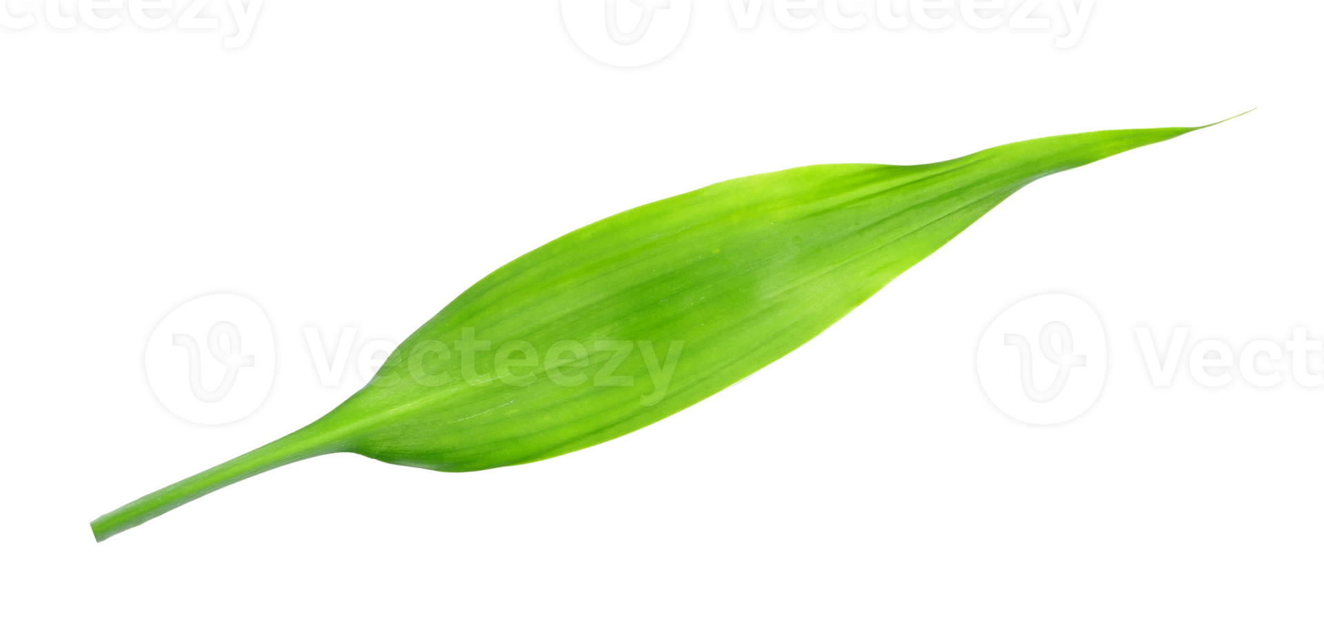 green leaf isolated on transparent background png file