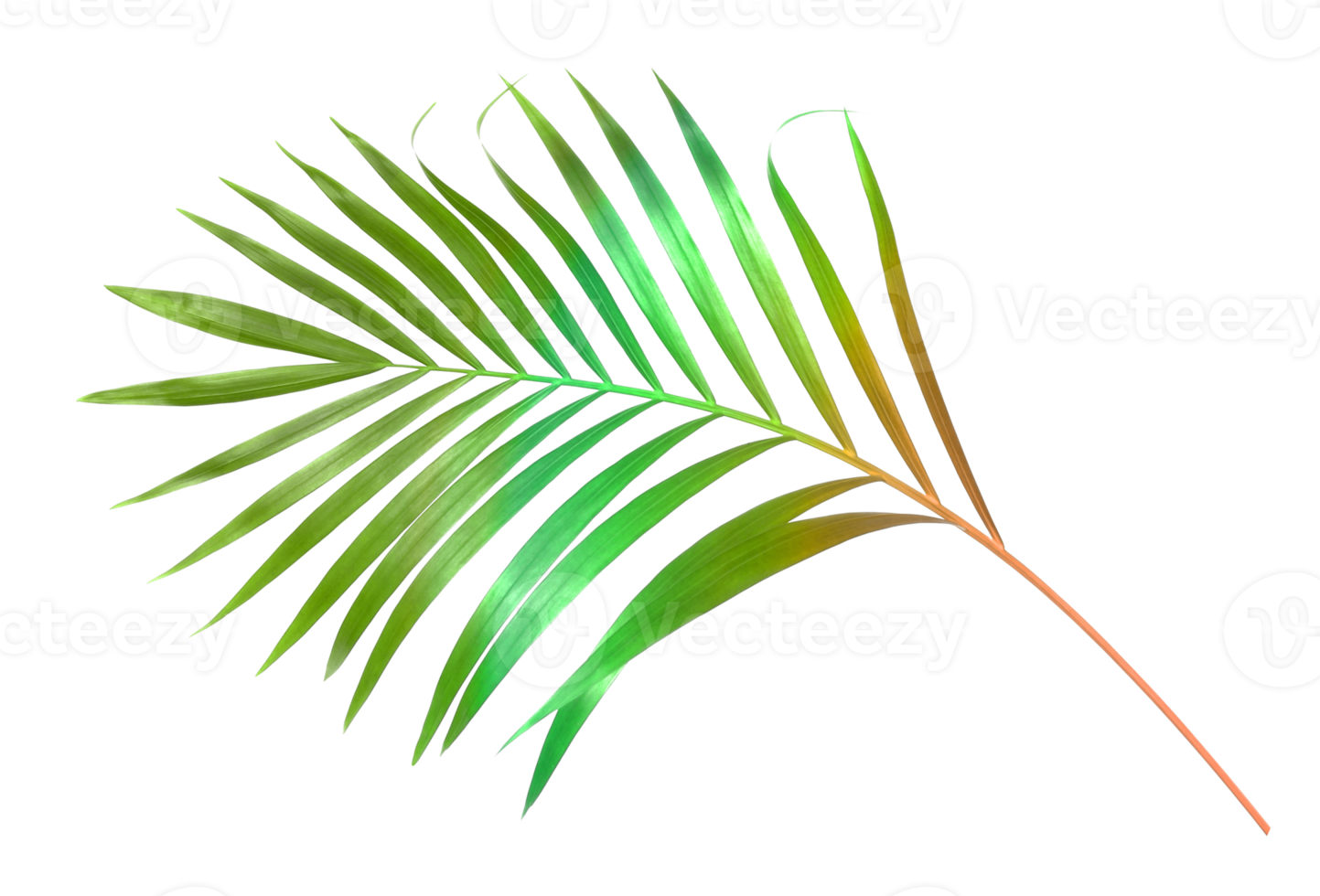 tropical nature green palm leaf isolated on transparent pattern background png file