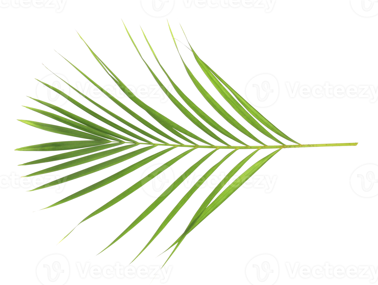 feuille de palmier vert nature tropicale isolé sur fond transparent fichier png