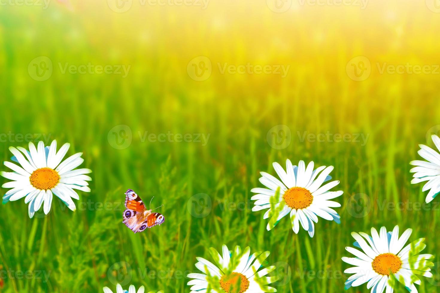 butterfly. White bright daisy flowers on a background of the summer landscape. photo