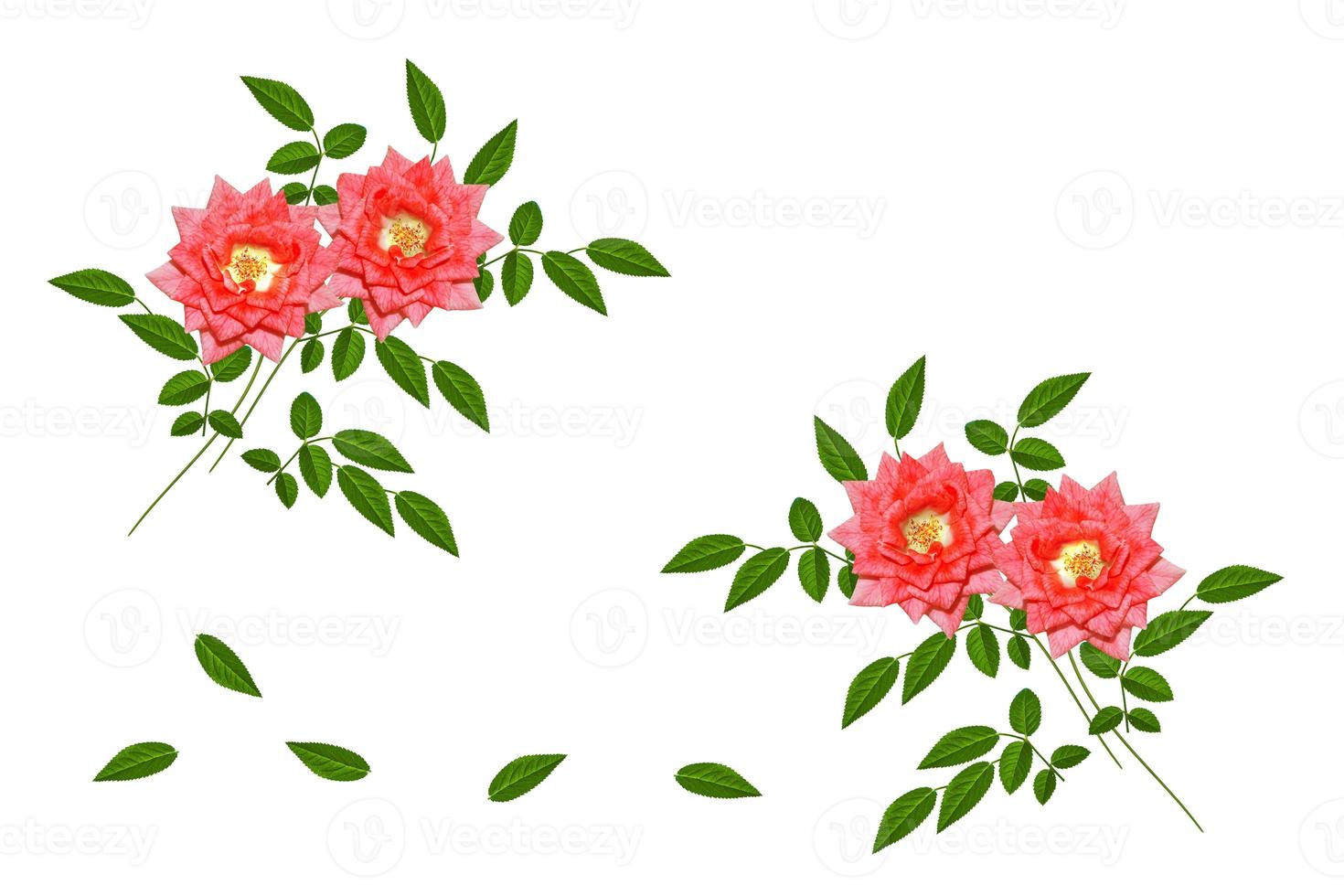 Flower bud roses on a white background photo