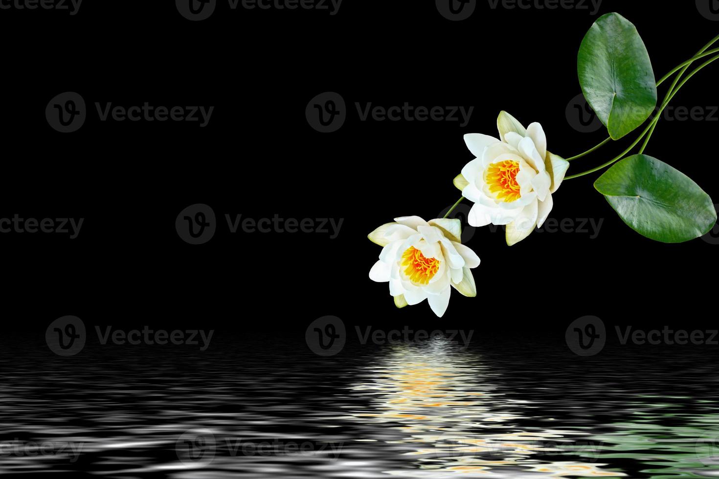 Flower water lily isolated on black background. photo