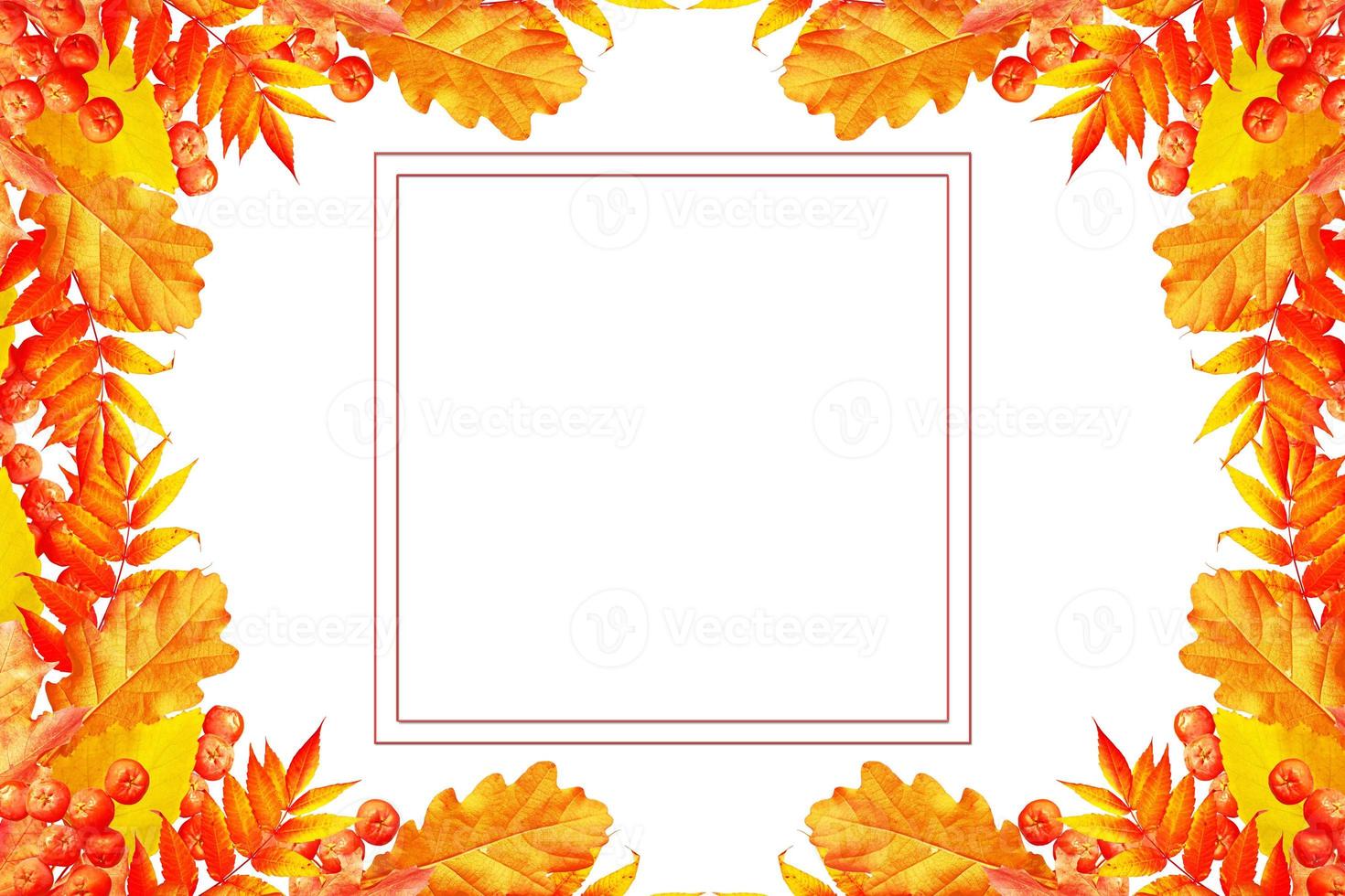 Colorful autumn foliage isolated on white background. Indian summer. photo