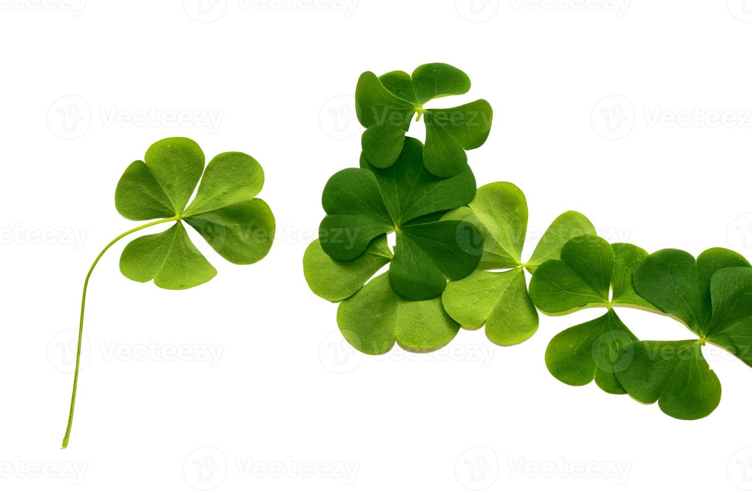 green clover leaves isolated on white background. St.Patrick 's Day photo