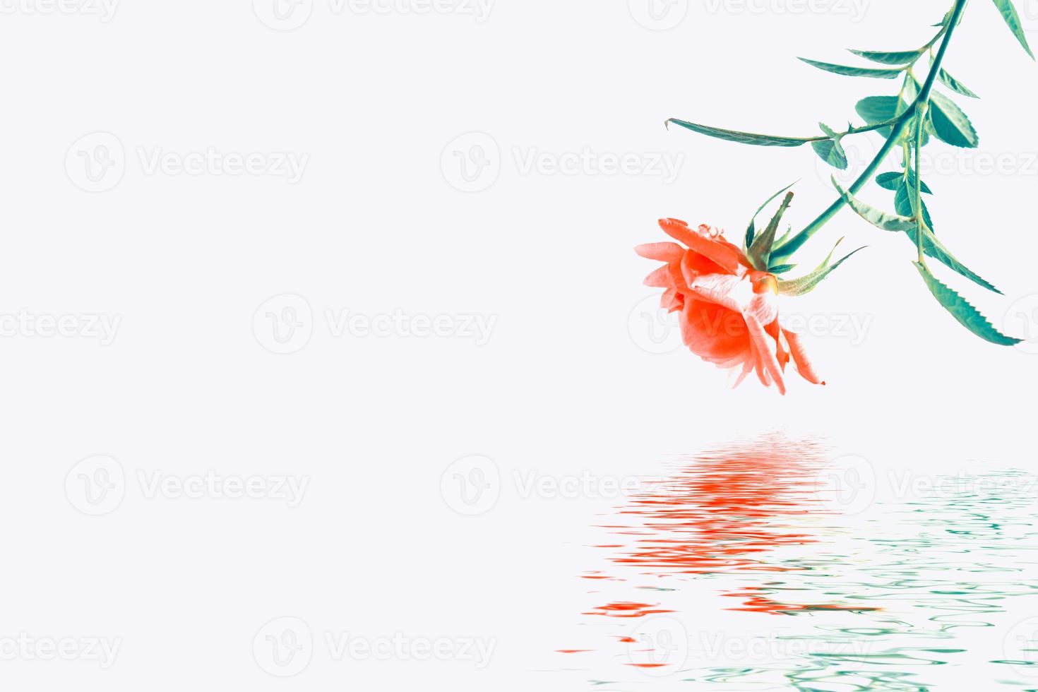 Flower bud roses on a white background photo