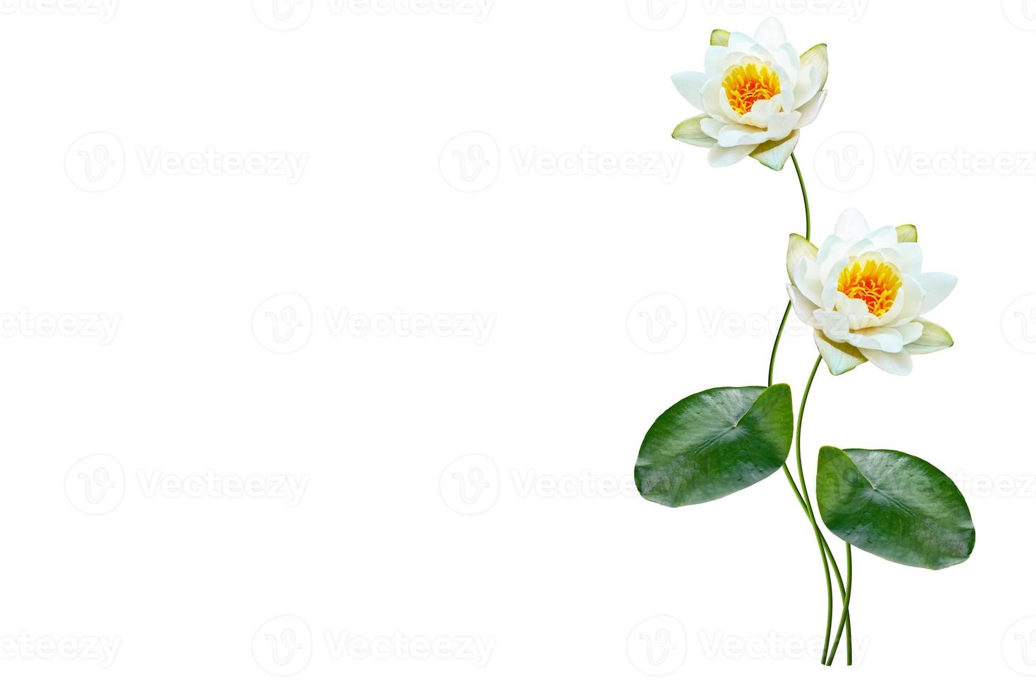 Flower water lily photo