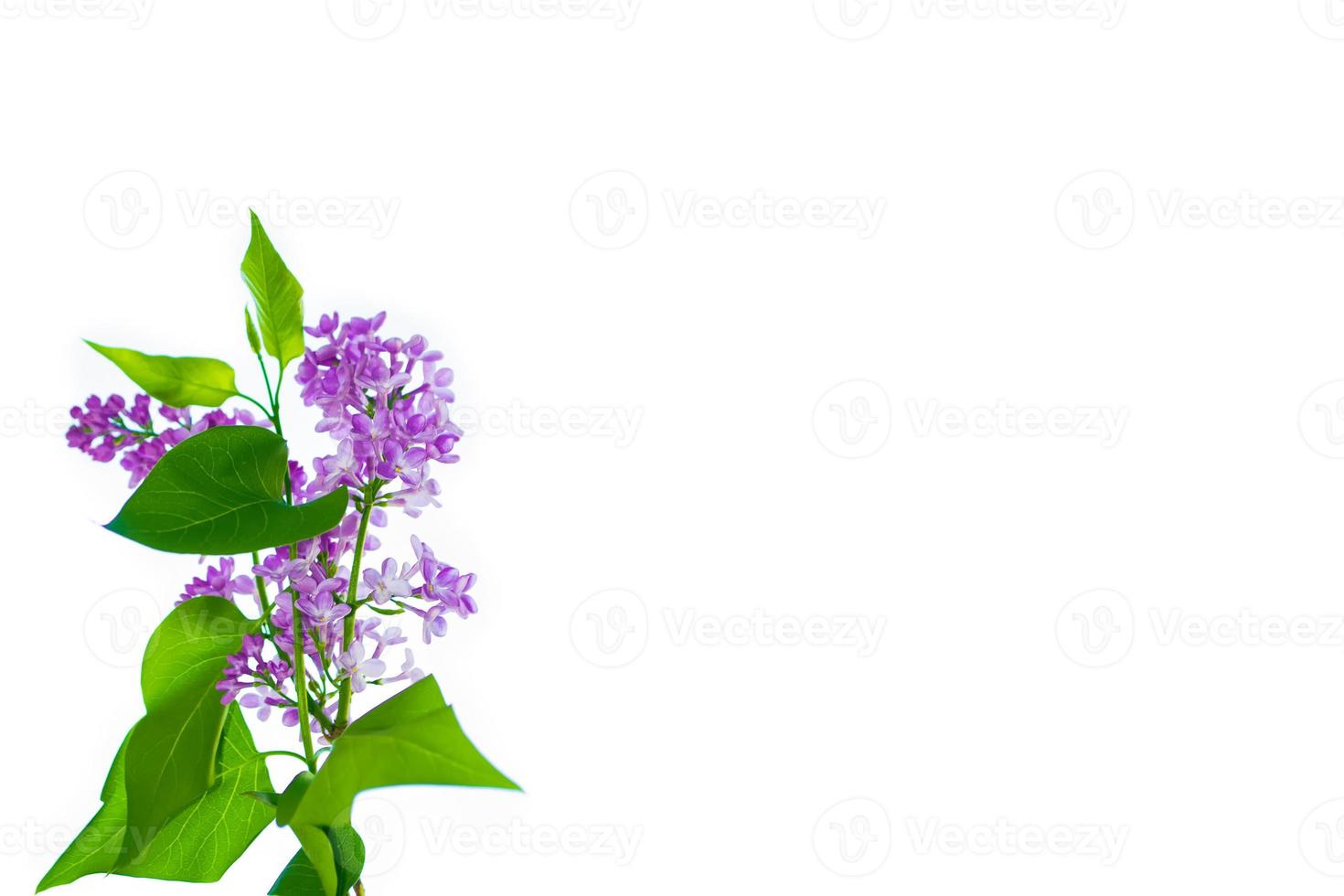 spring flowers lilac photo