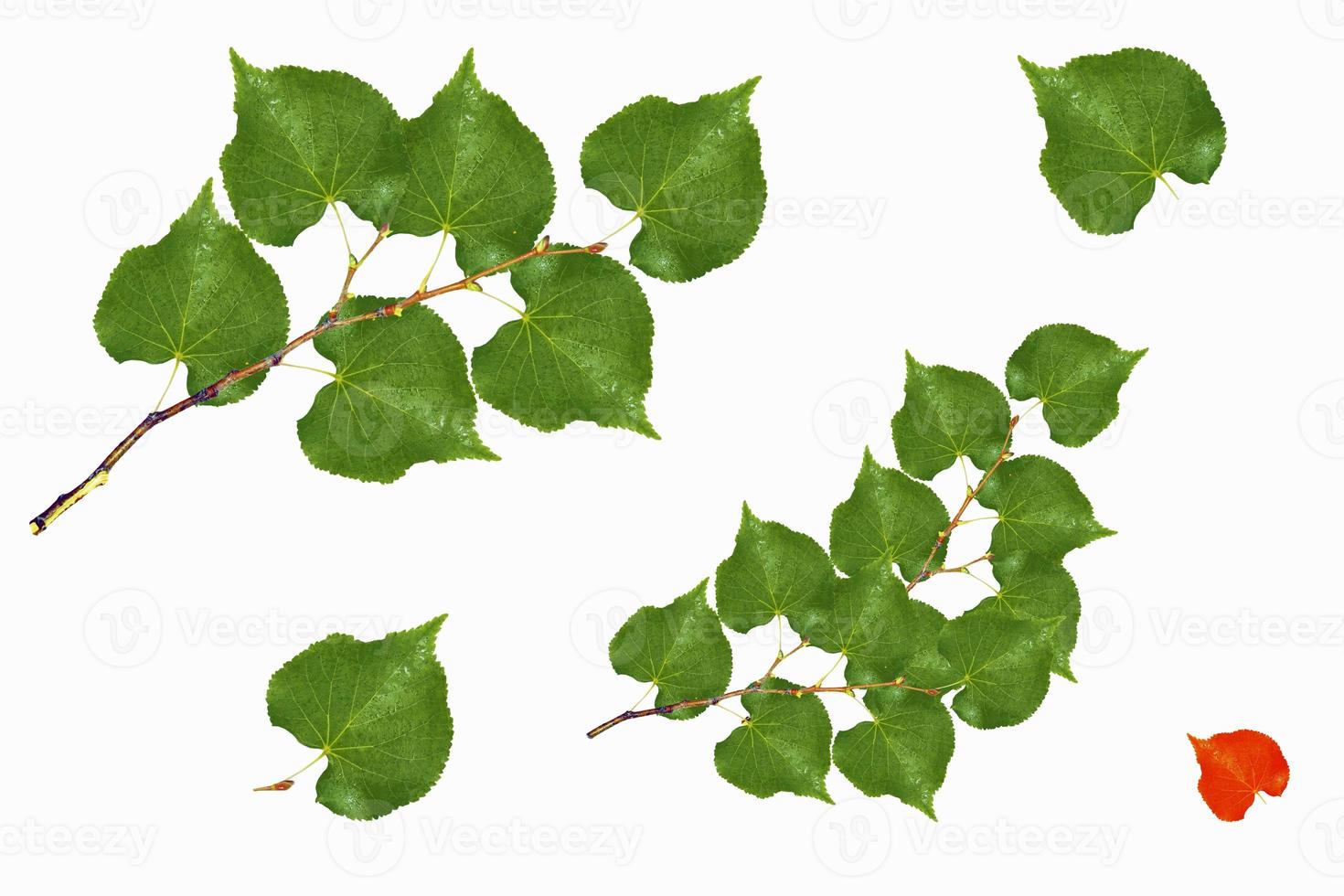 Fresh leaves of linden isolated on white background photo