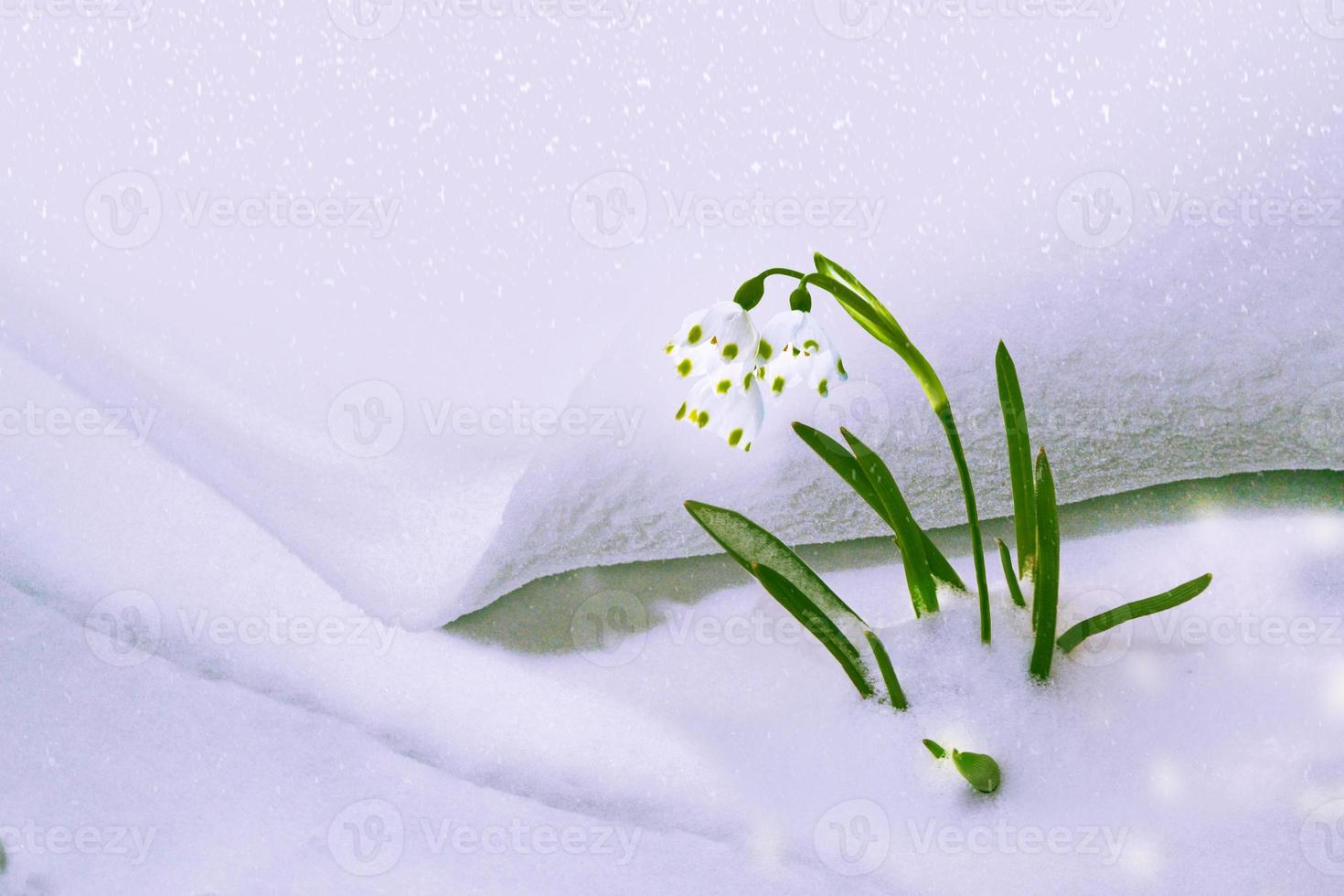 snowdrop flower growing in snow in early spring forest photo