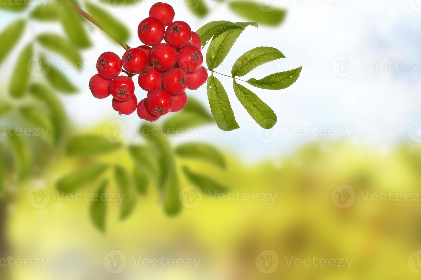 Rowan berries, Sorbus aucuparia, tree mountain ash. photo
