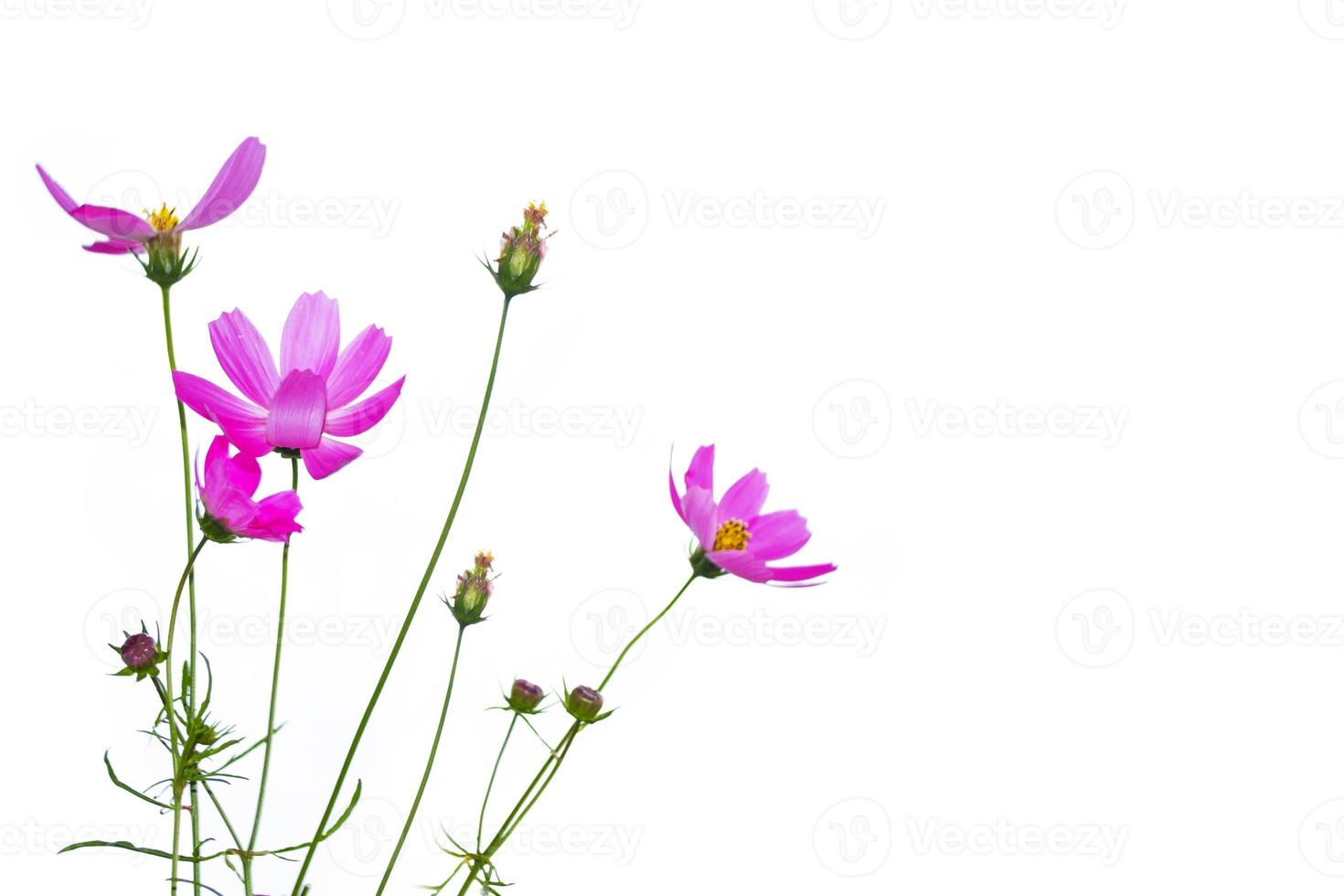 Bright colorful cosmos flowers photo