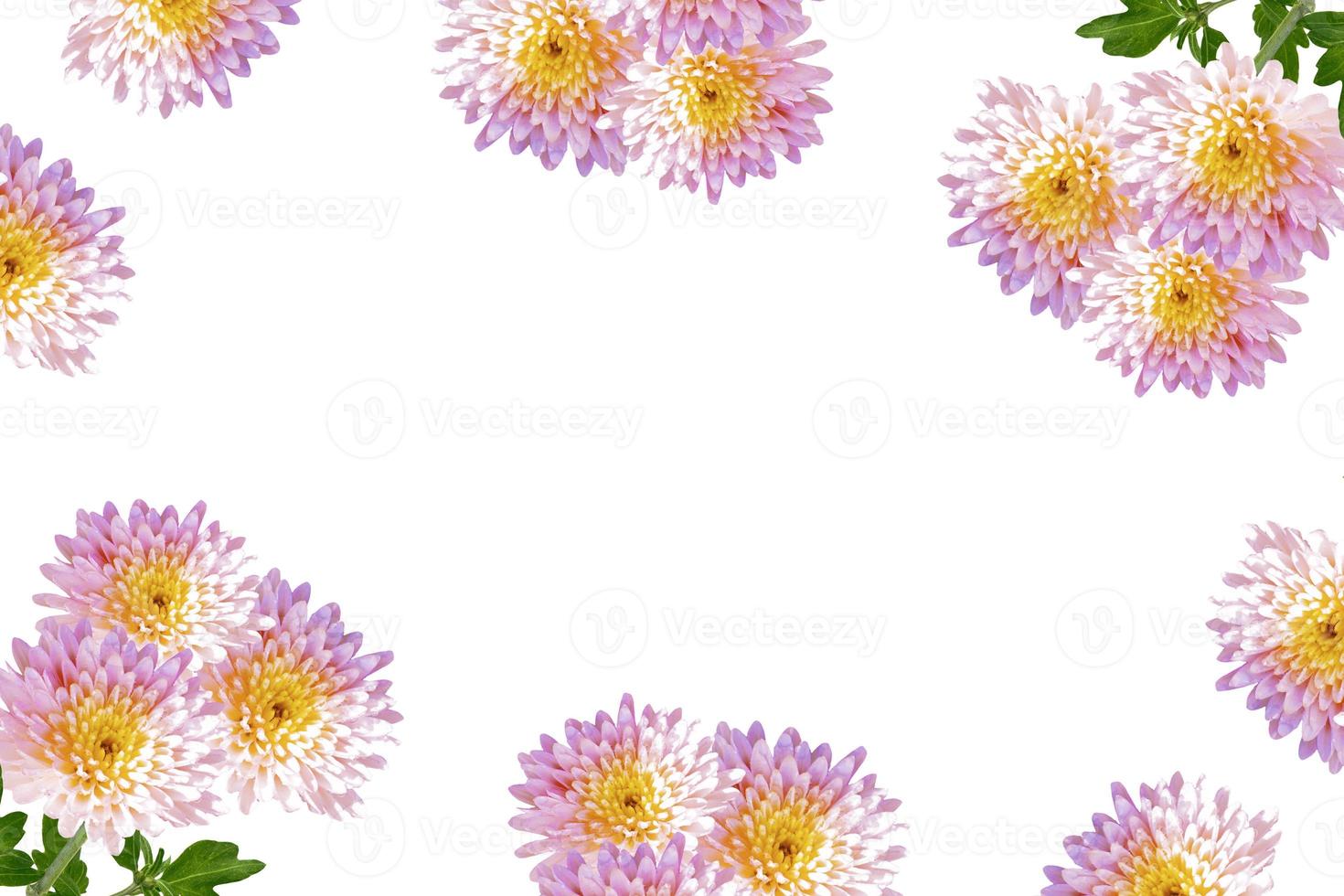 Colorful autumn flowers of chrysanthemum photo