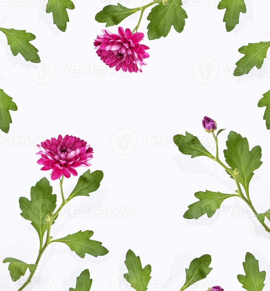 Colorful autumn flowers of chrysanthemum photo