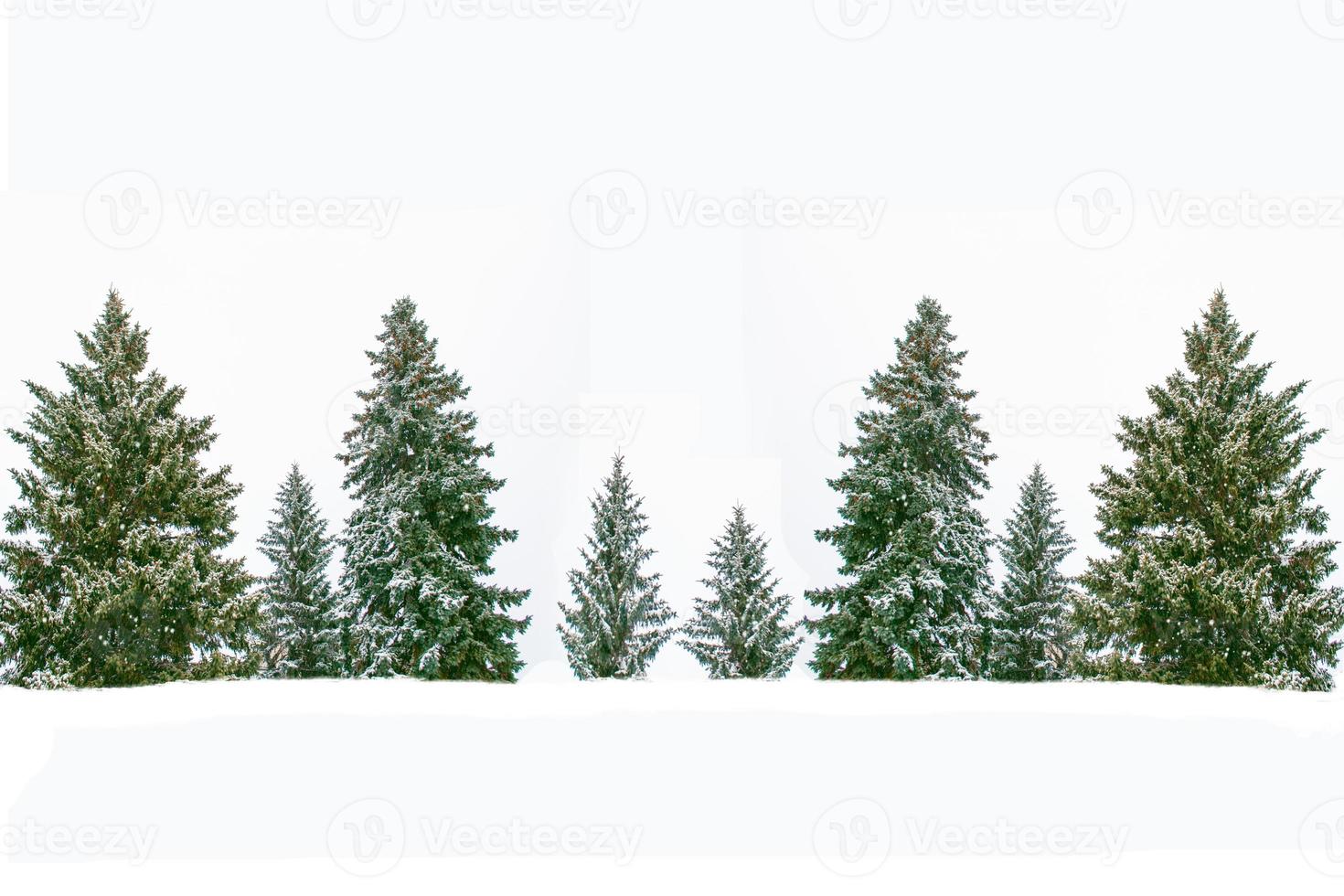 Christmas tree in the snow isolated on a white background. greeting card. photo