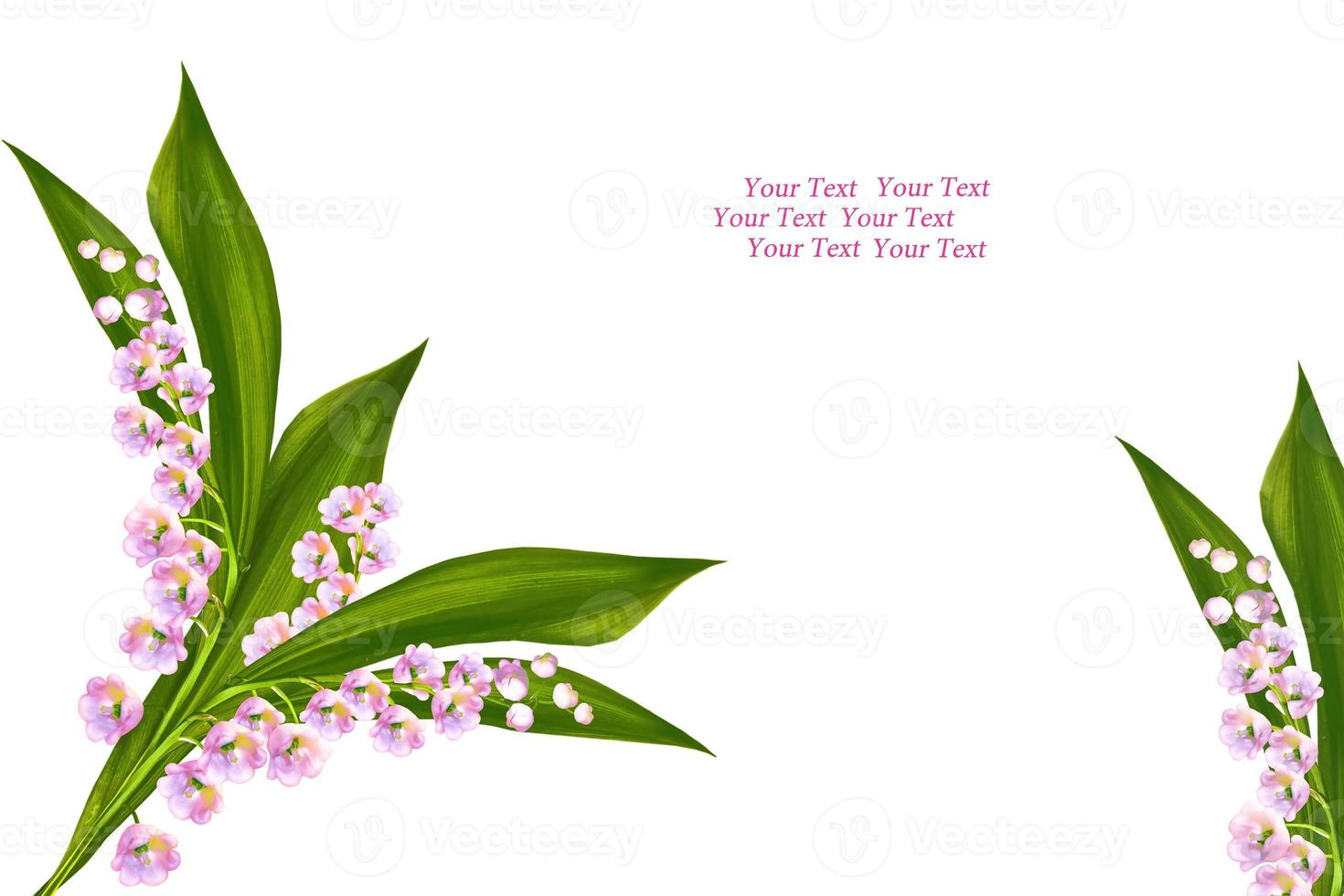 Lily of the valley flower on white background. photo