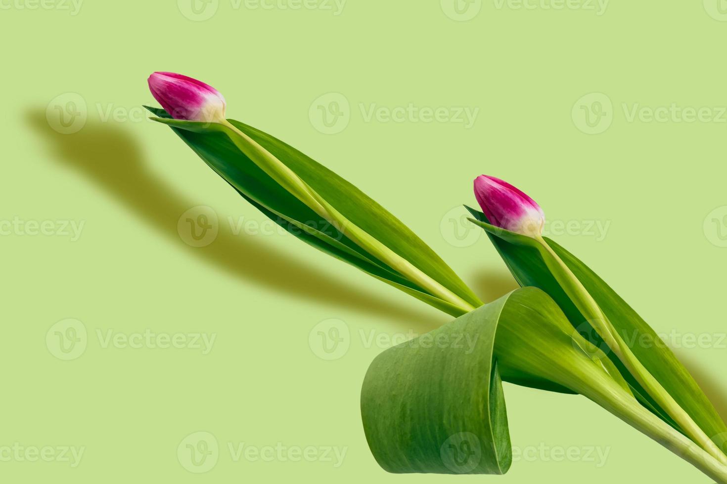 spring colorful flowers tulips. floral collection. photo