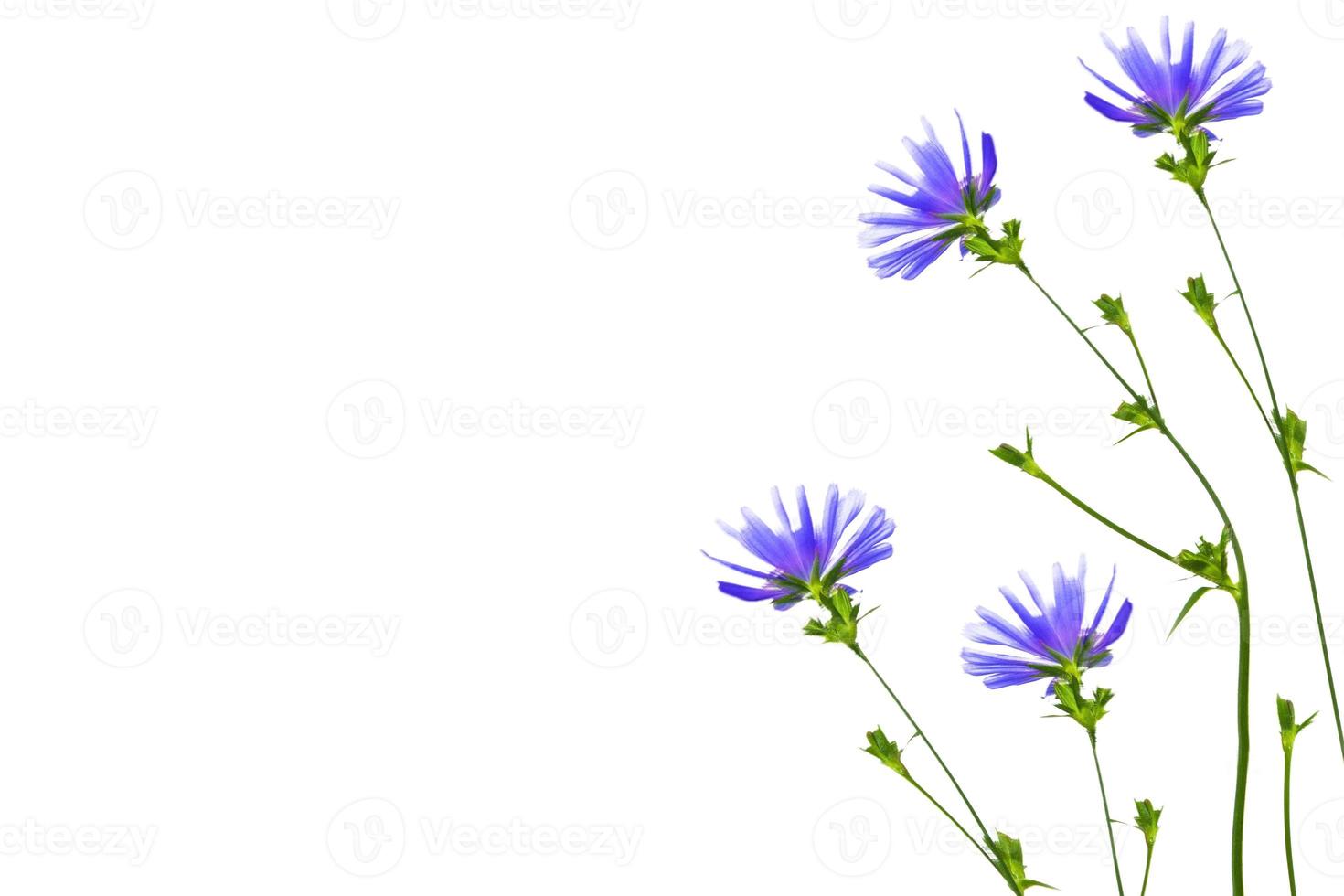 Chicory flower with leaf isolated on white background photo
