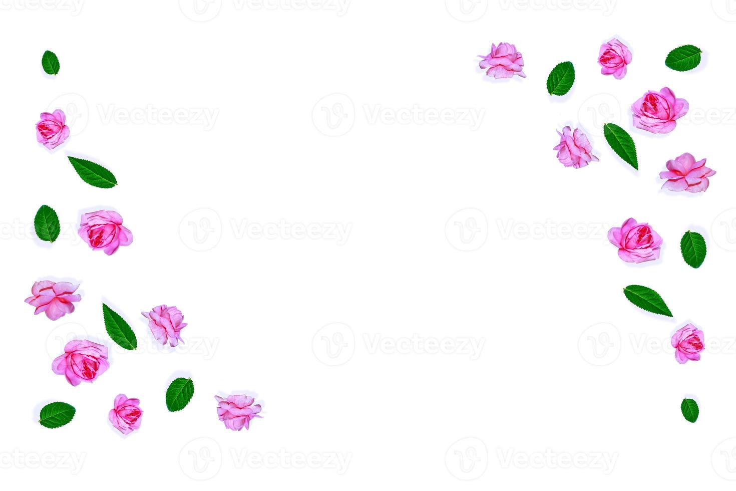Flower bud roses on a white background photo