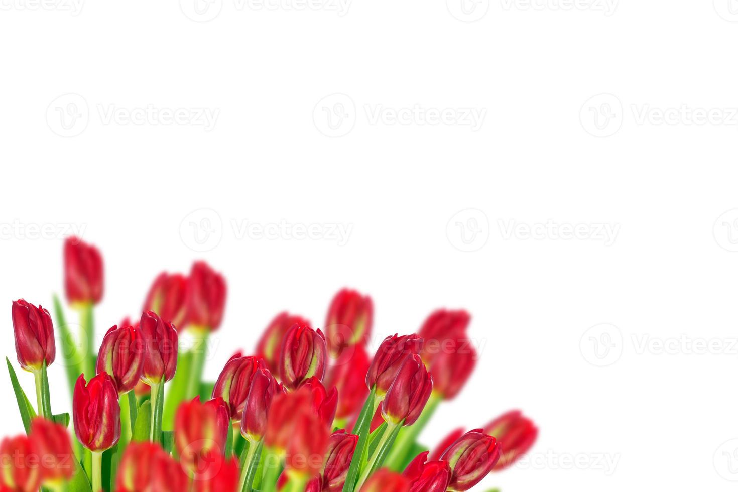 spring flowers tulips photo