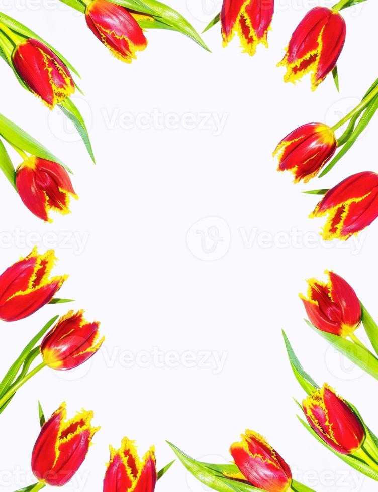 spring colorful flowers tulips. nature photo