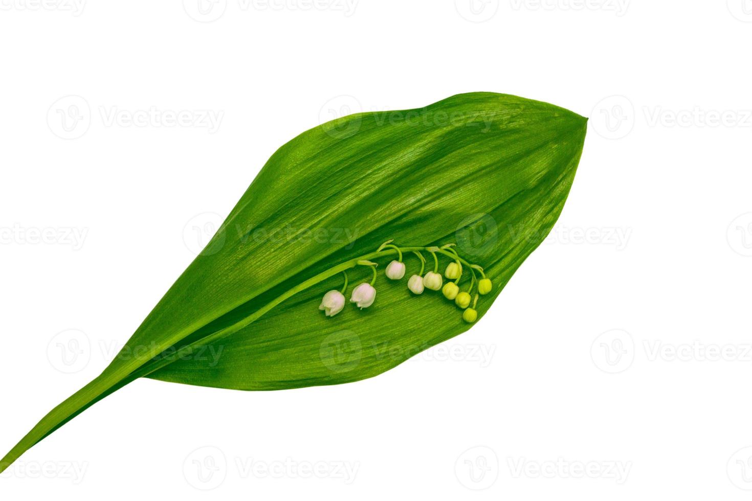 Lily of the valley flower on white background photo