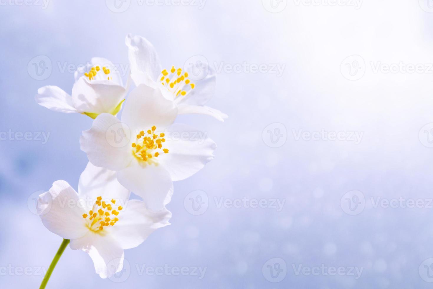 White jasmine The branch delicate spring flowers photo