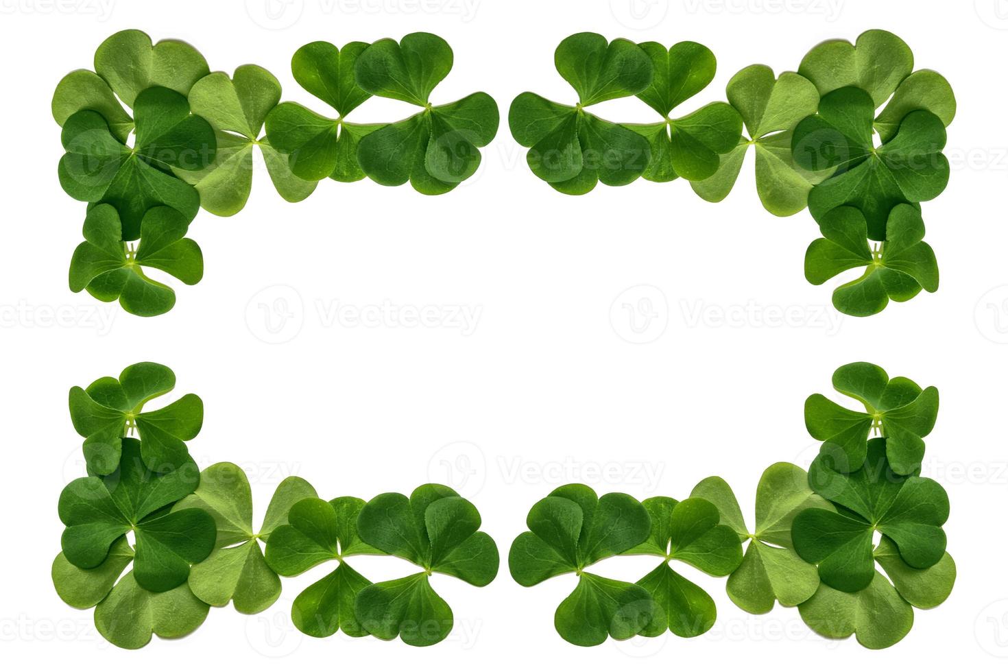 green clover leaves isolated on white background. St.Patrick 's Day photo