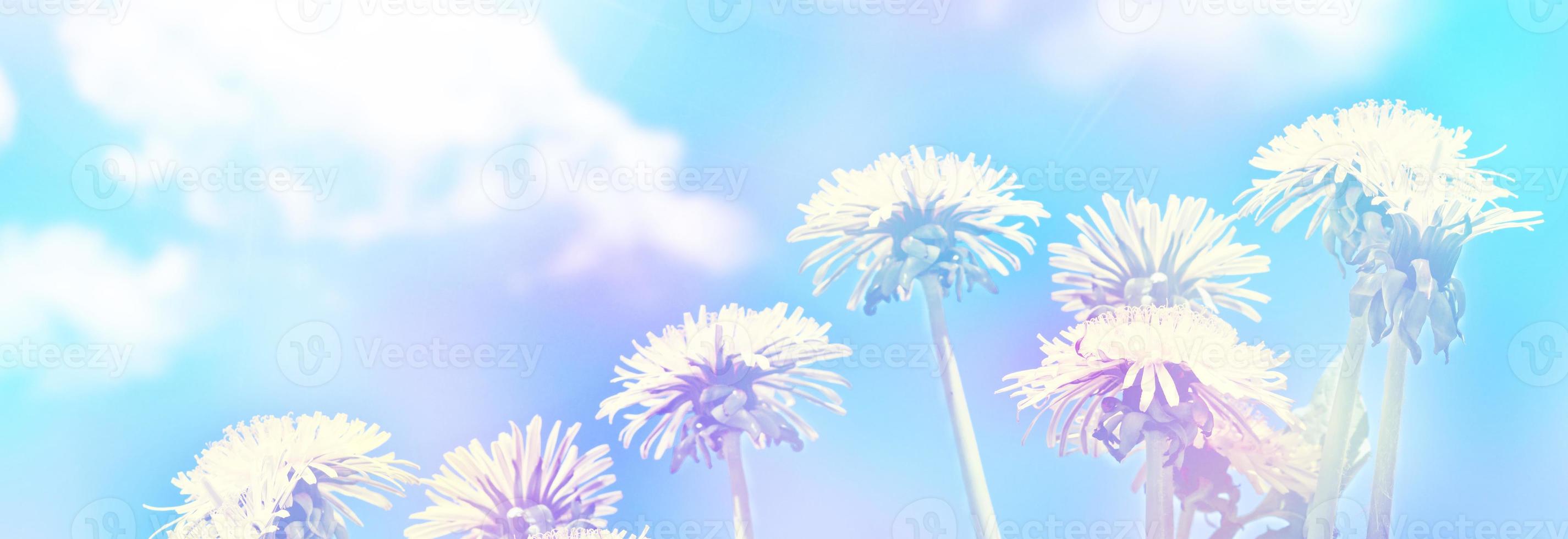 Fluffy dandelion flower against the background of the summer landscape. photo