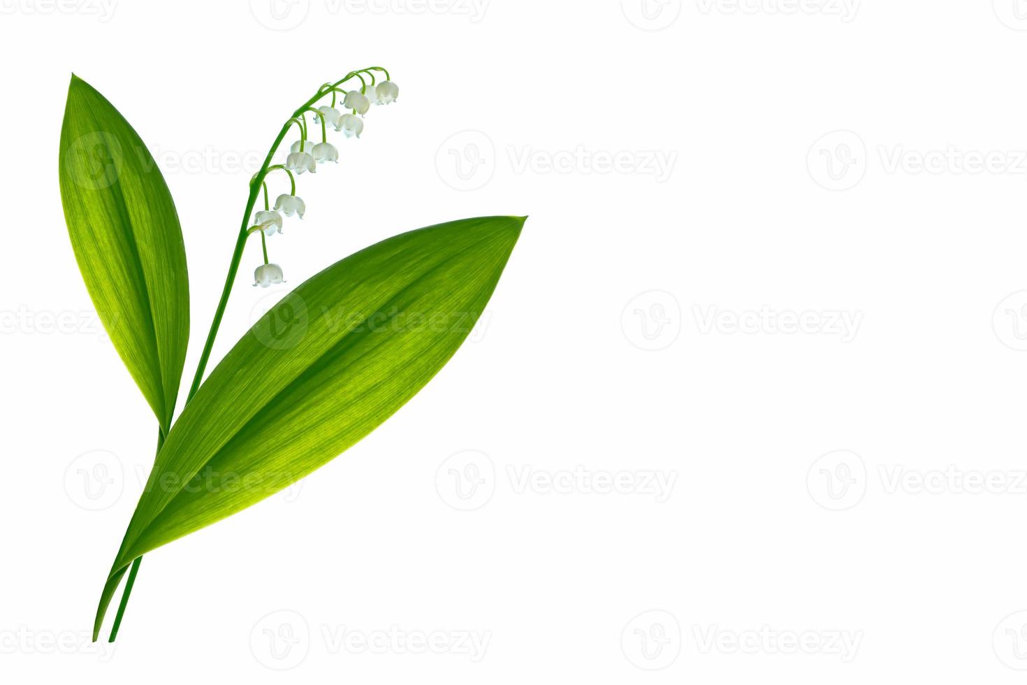 Lily of the valley flower on white background photo