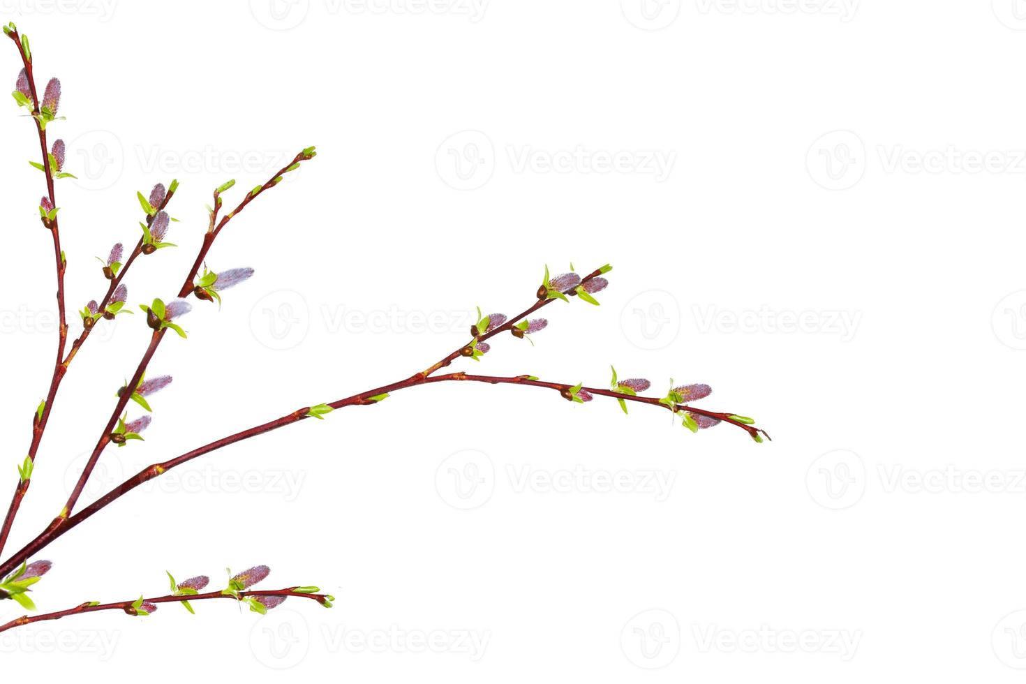 Willow bouquet with pussy willows on white background. branches photo