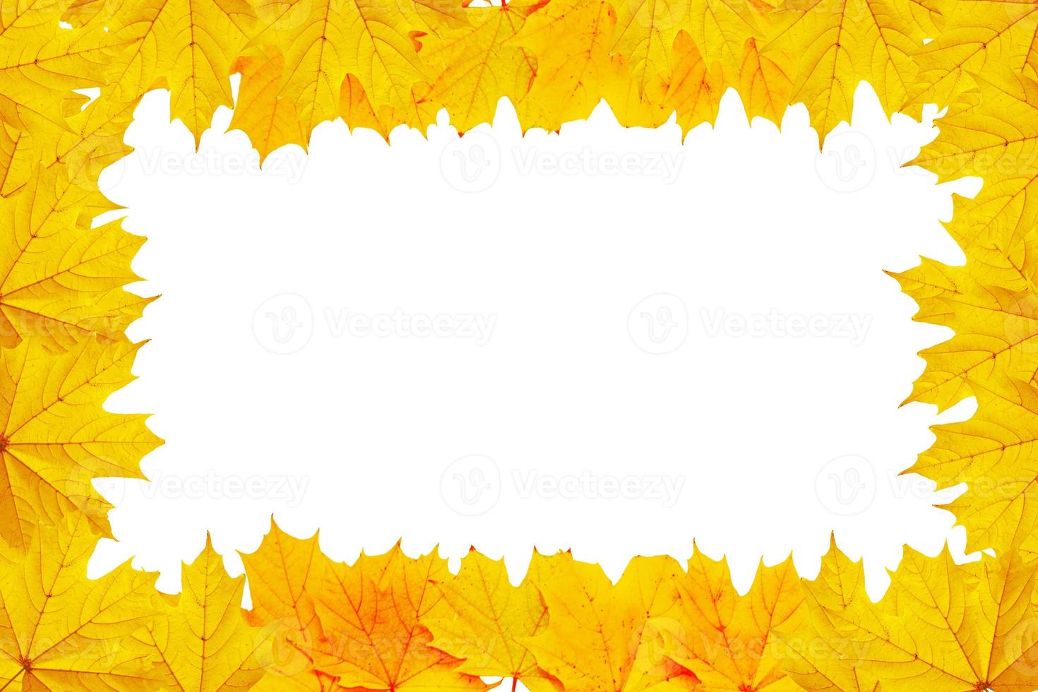 Bright colorful autumn leaves. nature photo