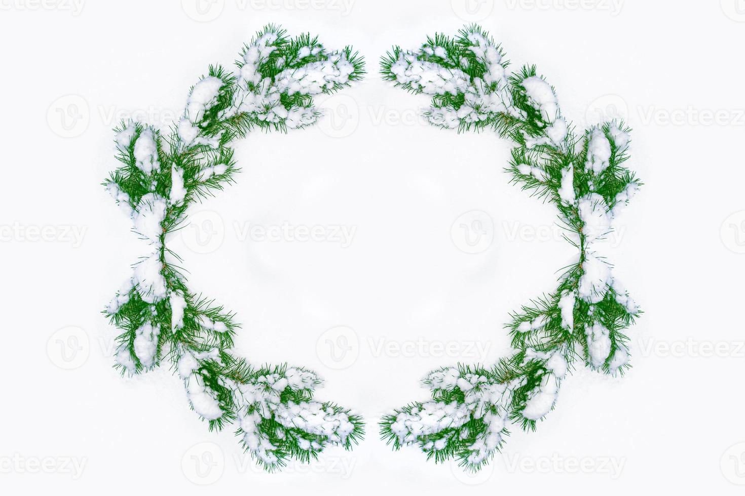 Coniferous spruce branch. Frozen winter forest with snow covered trees. photo