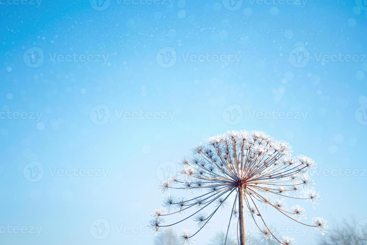 Blurred frozen grass. Winter abstract background. Landscape. photo