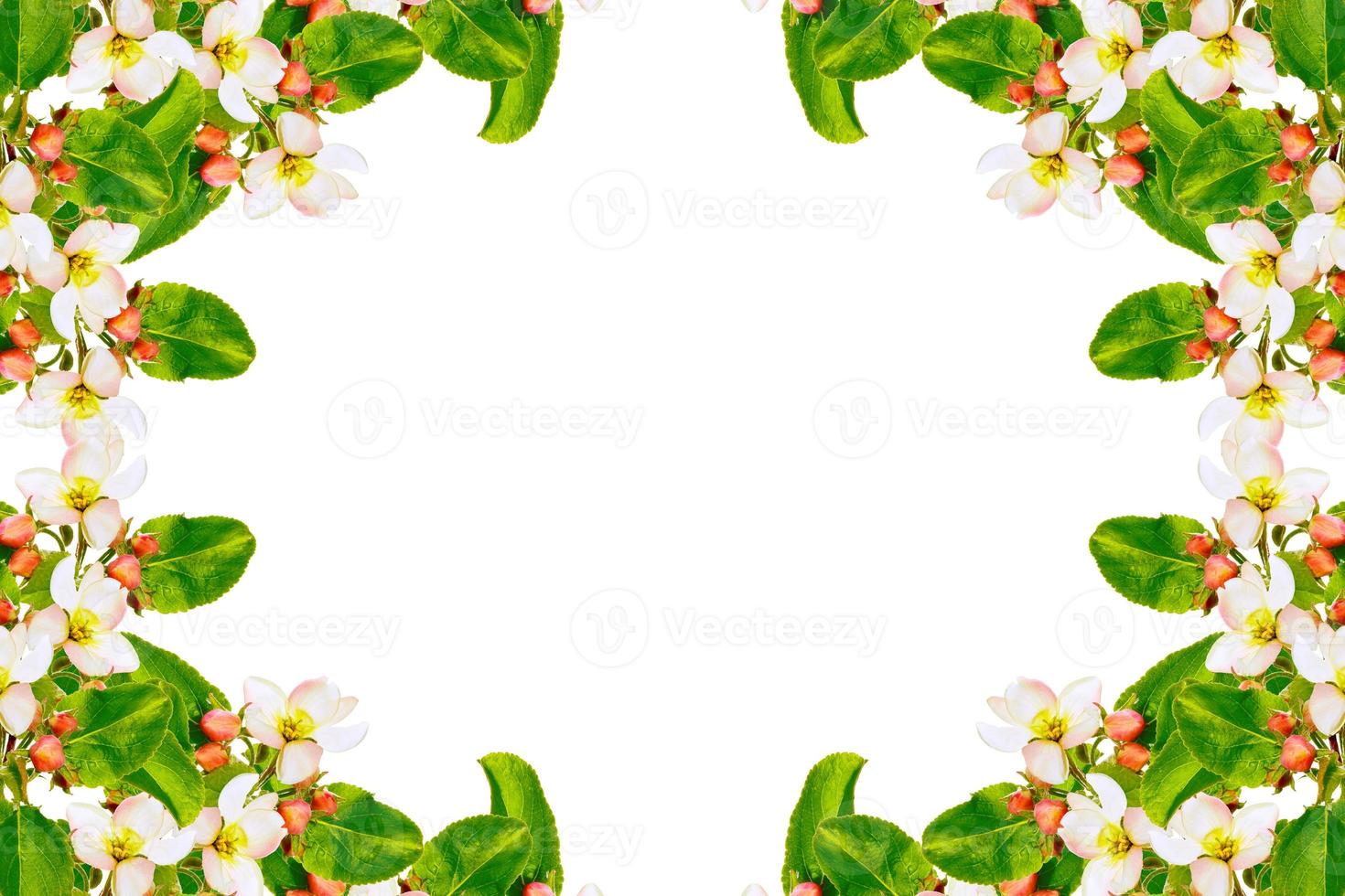 Flowering branch of apple isolated on a white background. photo