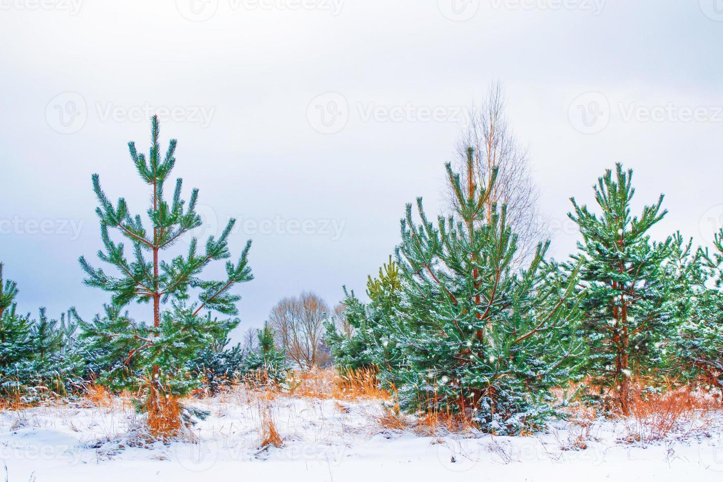 Frozen winter forest with snow covered trees. photo