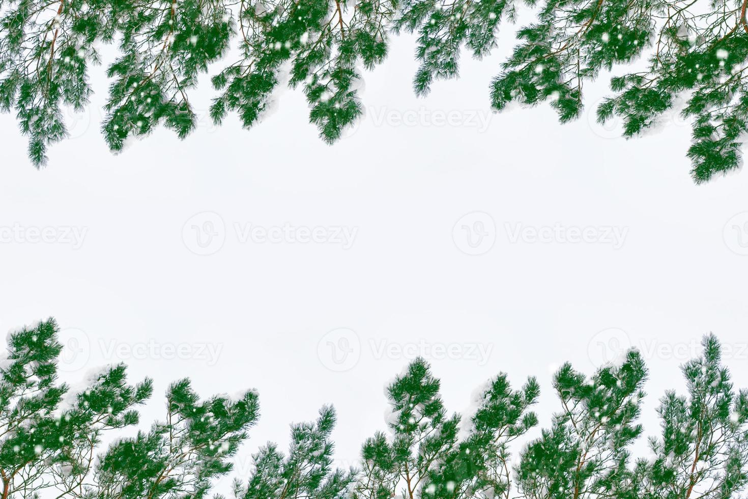 The branches of the snow covered tree Christmas tree photo