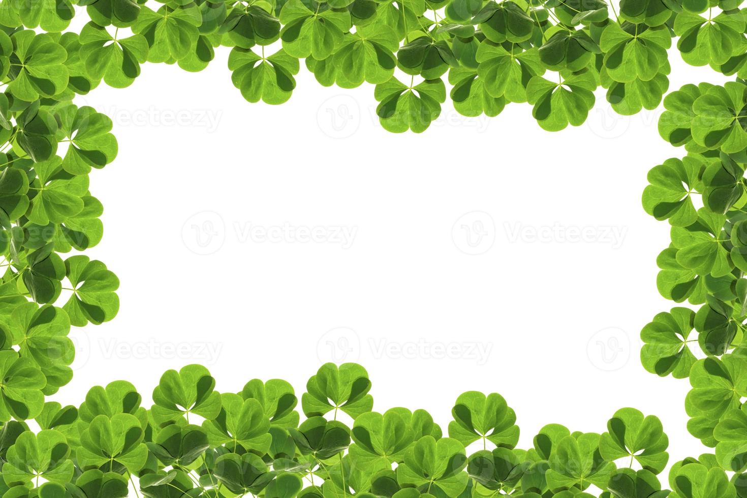 hojas de trébol verde aislado sobre fondo blanco. Día de San Patricio foto